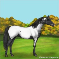 Horse Color:Blue Roan Appaloosa 