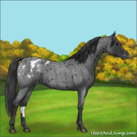 Horse Color:Blue Roan Appaloosa Rabicano