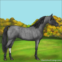 Horse Color:Blue Roan Appaloosa Rabicano 