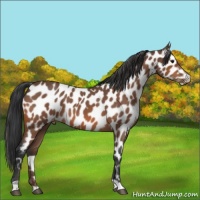 Horse Color:Bay Roan Appaloosa 
