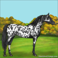 Horse Color:Black Appaloosa Rabicano 