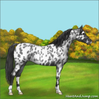 Horse Color:Blue Roan Appaloosa 