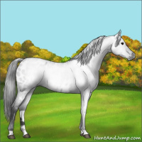 Horse Color:Gray Blue Roan Appaloosa 