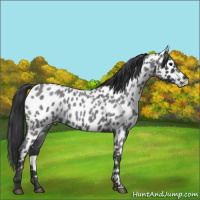 Horse Color:Blue Roan Appaloosa 