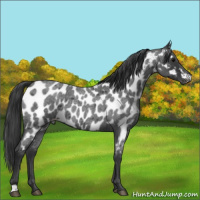Horse Color:Blue Roan Appaloosa