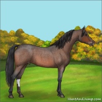 Horse Color:Brown Roan Appaloosa 
