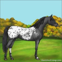 Horse Color:Blue Roan Appaloosa 
