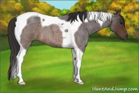 Horse Color:Buckskin Roan Tobiano 