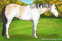 Horse Color:White Spotted Buckskin Roan