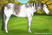 Horse Color:White Spotted Brown Roan 