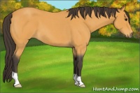 Horse Color:Buckskin Roan 