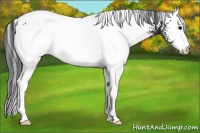 Horse Color:White Spotted Brown 