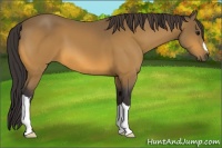 Horse Color:Buckskin 