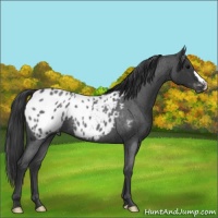 Horse Color:Blue Roan Appaloosa 