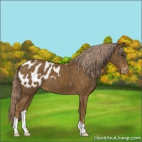 Horse Color:Chocolate Palomino Appaloosa 