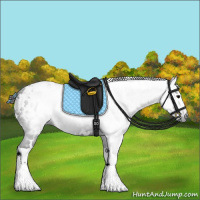 Horse Color:Gray White Spotted Smoky Black Appaloosa 