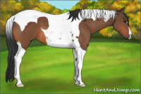 Horse Color:Bay Tobiano 