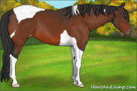 Horse Color:Brown Tobiano Appaloosa 