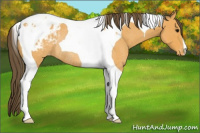 Horse Color:Buckskin Roan Tobiano Appaloosa Rabicano 