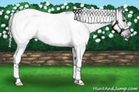 Horse Color:Gray Smoky Black Tobiano Appaloosa