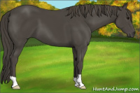 Horse Color:Smoky Black