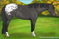 Horse Color:Black Appaloosa 