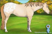 Horse Color:Buckskin Pearl Appaloosa