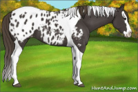 Horse Color:Smoky Black Splash Tobiano Appaloosa 