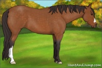 Horse Color:Buckskin Roan 