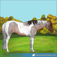 Horse Color:Brown Roan Tobiano