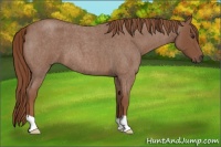 Horse Color:Red Roan 