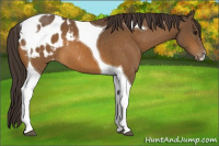 Horse Color:Buckskin Tobiano Blanket 