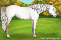 Horse Color:Gray Silver Amber Champagne 