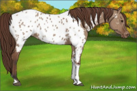 Horse Color:Bay Dun Tobiano Appaloosa Rabicano 