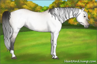 Horse Color:Gray Bay Dun Sabino Tobiano 