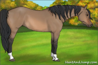 Horse Color:Brown Dun Tobiano 