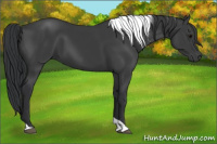 Horse Color:Black Tobiano 