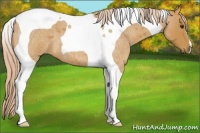 Horse Color:Palomino Roan Tobiano