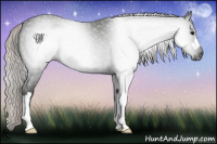 Horse Color:Gray Silver Black 