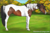Horse Color:Bay Tobiano 