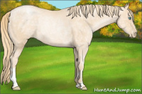 Horse Color:Gold Champagne Ice Pearl Rabicano 