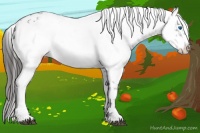 Horse Color:Liver Chestnut Frame 