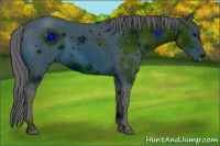 Horse Color:ERROR: UNKNOWN ANOMALY