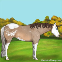 Horse Color:Bay Dun Sabino Splash Appaloosa 