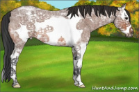 Horse Color:Bay Ice Roan Sabino Splash Frame 