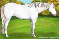 Horse Color:White Spotted Perlino Roan Appaloosa