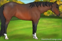 Horse Color:Bay Roan 