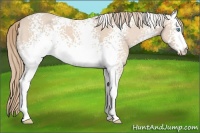 Horse Color:White Spotted Perlino 