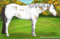 Horse Color:White Spotted Buckskin Tobiano 
