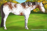 Horse Color:White Spotted Buckskin 